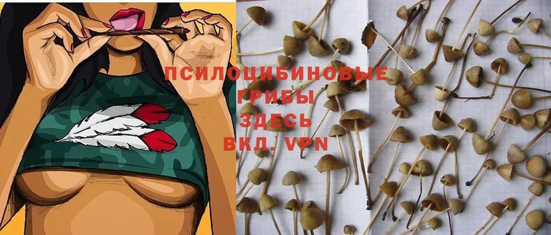 Галлюциногенные грибы Magic Shrooms  Андреаполь 